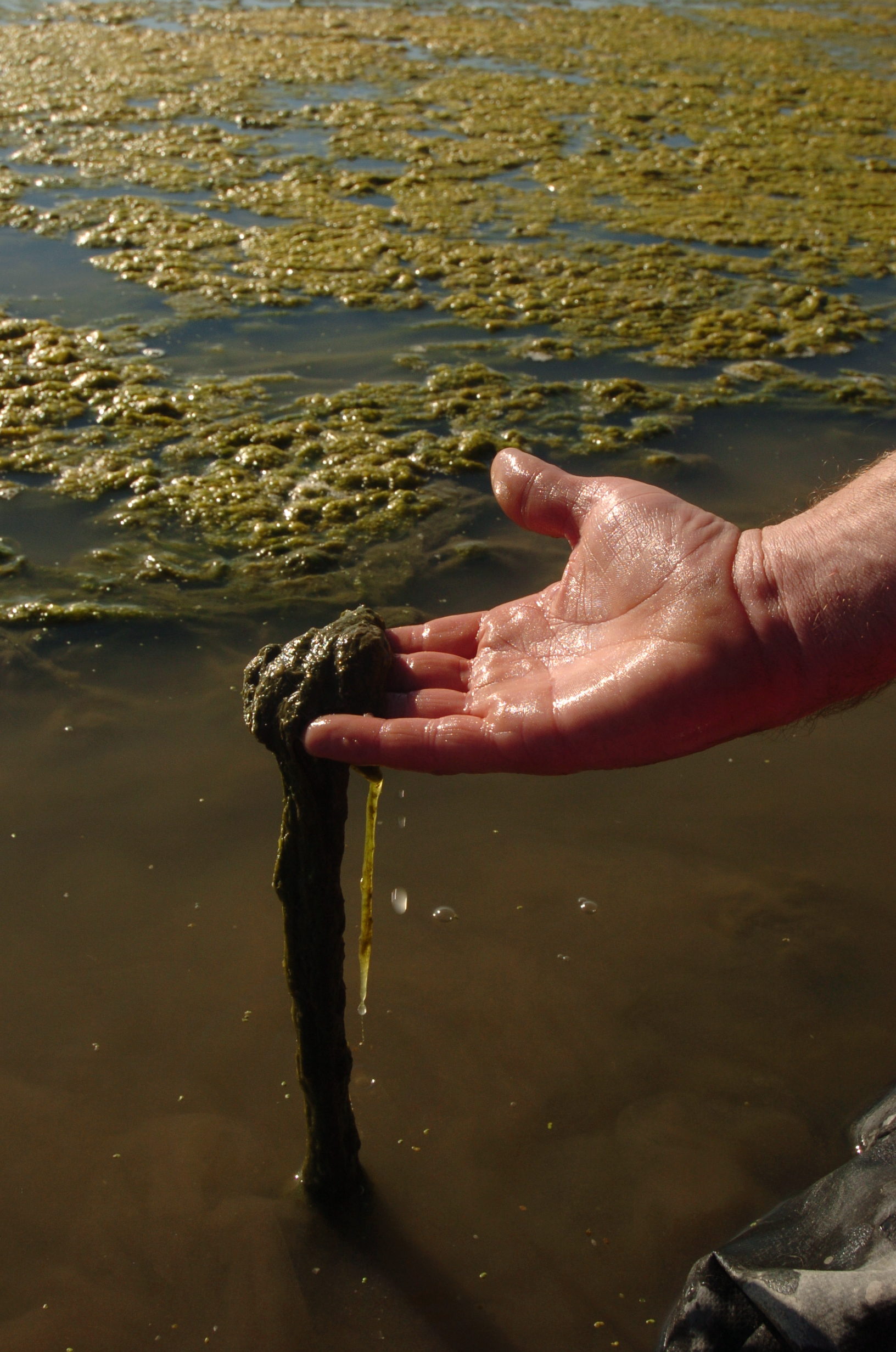 Lake Algae3